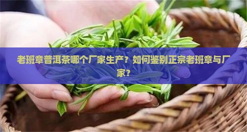 老班章普洱茶哪个厂家生产？如何鉴别正宗老班章与厂家？