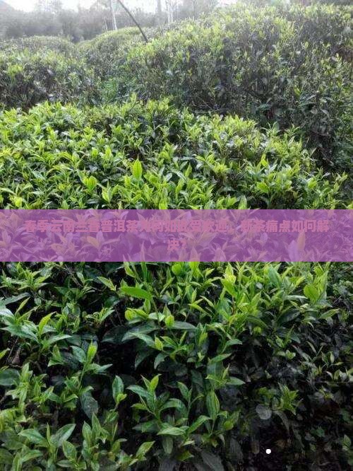 春季云南兰香普洱茶为何如此受欢迎，新茶痛点如何解决？