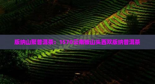 版纳山聚普洱茶：1570云南板山头西双版纳普洱茶