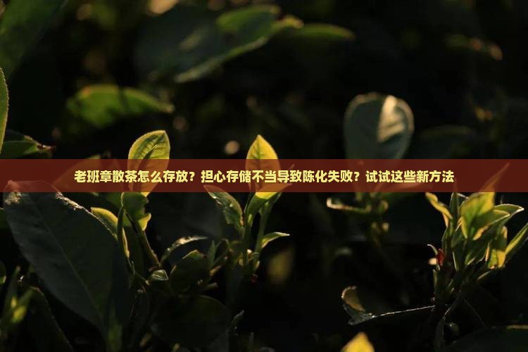 老班章散茶怎么存放？担心存储不当导致陈化失败？试试这些新方法