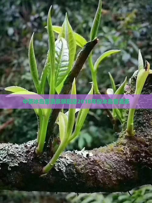 中茶冰岛普洱茶旗舰店2018年份冰岛普洱茶