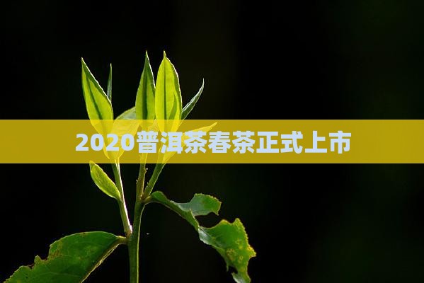 2020普洱茶春茶正式上市