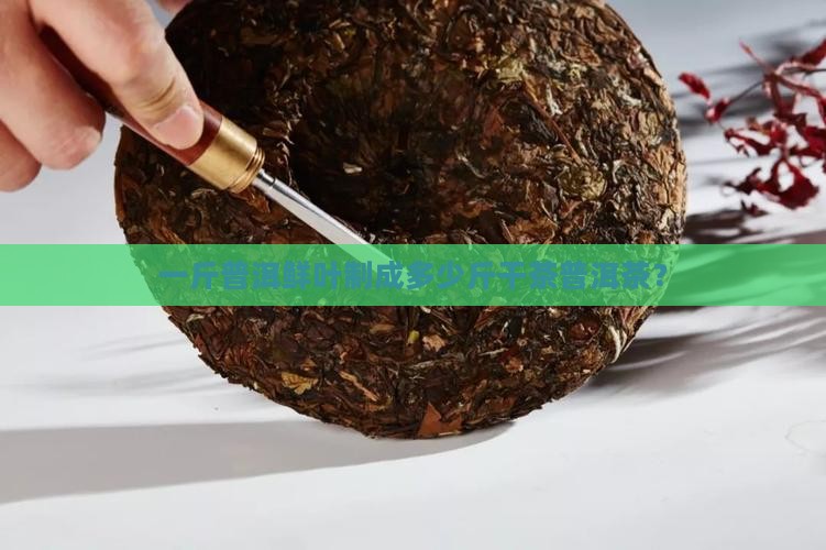一斤普洱鲜叶制成多少斤干茶普洱茶？