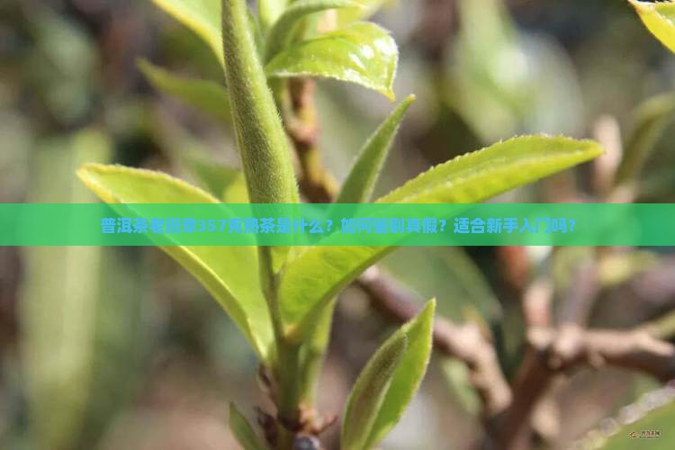 普洱茶老班章357克熟茶是什么？如何鉴别真假？适合新手入门吗？