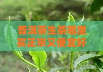 普洱茶生茶哪里买正宗又便宜好品质