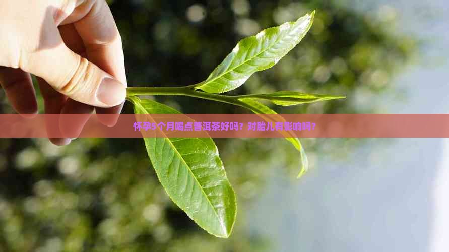 怀孕5个月喝点普洱茶好吗？对胎儿有影响吗？