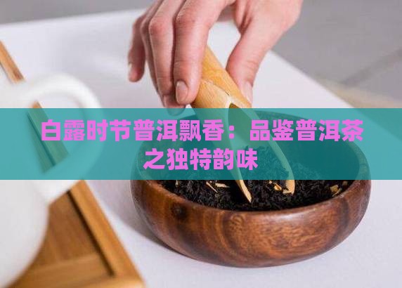 白露时节普洱飘香：品鉴普洱茶之独特韵味