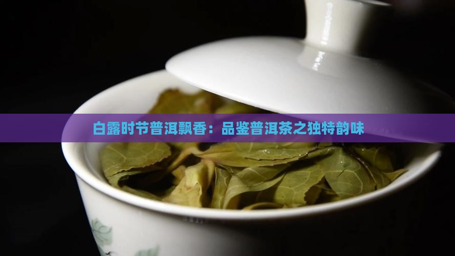 白露时节普洱飘香：品鉴普洱茶之独特韵味
