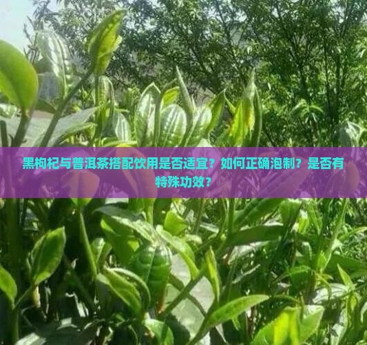 黑枸杞与普洱茶搭配饮用是否适宜？如何正确泡制？是否有特殊功效？