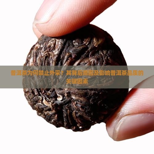 普洱茶为何禁止外采？其背后原因及影响普洱茶品质的关键因素
