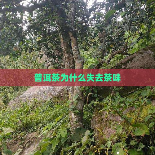 普洱茶为什么失去茶味