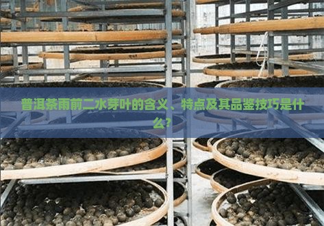 普洱茶雨前二水芽叶的含义、特点及其品鉴技巧是什么？