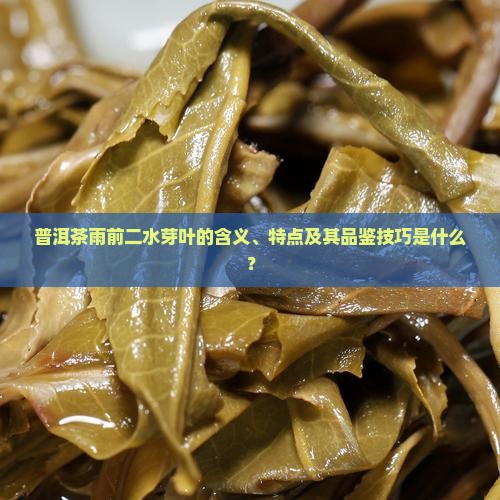 普洱茶雨前二水芽叶的含义、特点及其品鉴技巧是什么？