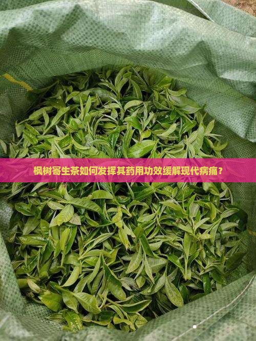 枫树寄生茶如何发挥其药用功效缓解现代病痛？