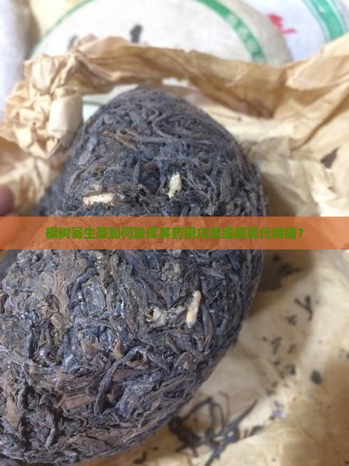 枫树寄生茶如何发挥其药用功效缓解现代病痛？