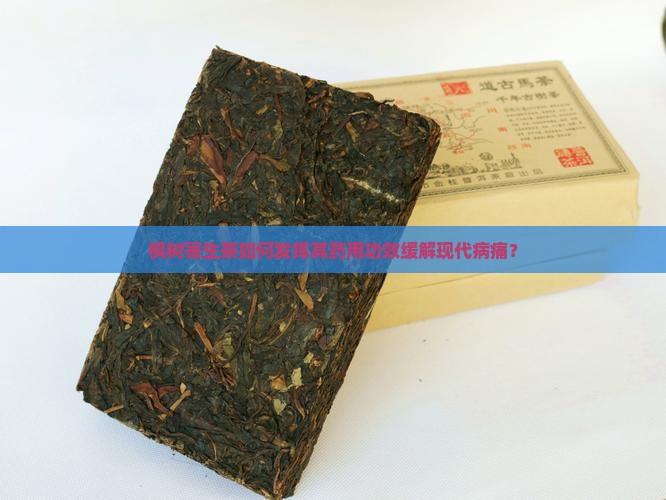 枫树寄生茶如何发挥其药用功效缓解现代病痛？