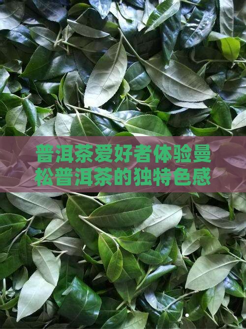 普洱茶爱好者体验曼松普洱茶的独特色感