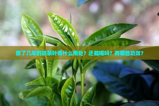 放了几年的陈茶叶有什么用处？还能喝吗？有哪些功效？