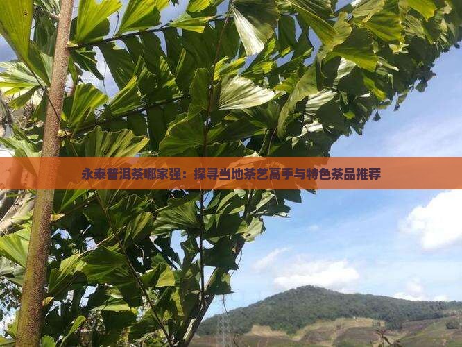 永泰普洱茶哪家强：探寻当地茶艺高手与特色茶品推荐