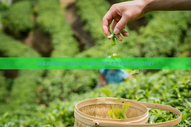 喝茶真的可以抗氧化吗？茶叶中的茶多酚有哪些氧化好处？