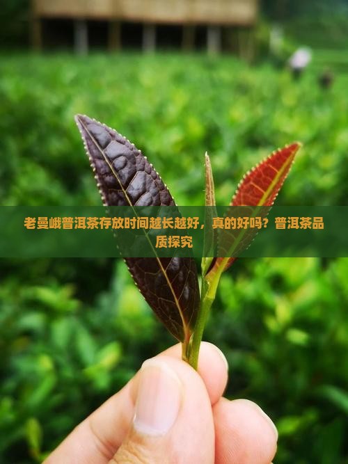 老曼峨普洱茶存放时间越长越好，真的好吗？普洱茶品质探究