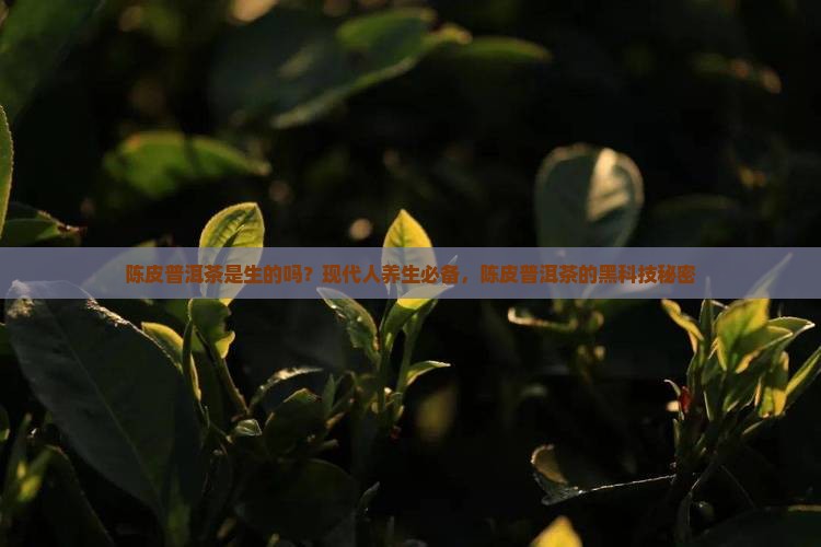 陈皮普洱茶是生的吗？现代人养生必备，陈皮普洱茶的黑科技秘密