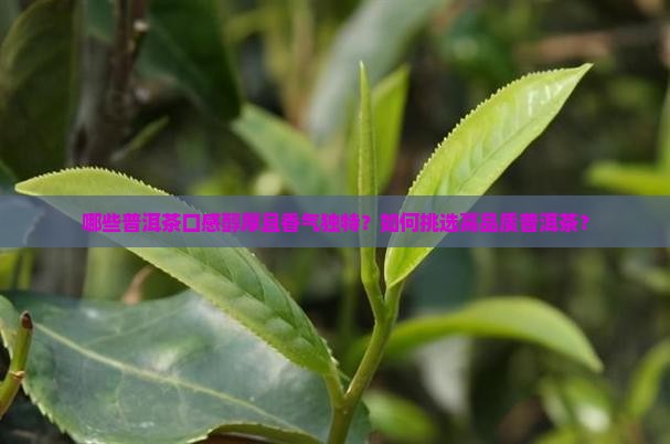 哪些普洱茶口感醇厚且香气独特？如何挑选高品质普洱茶？