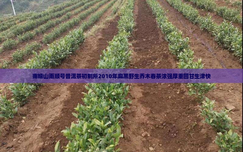 南糯山雨顺号普洱茶初制所2010年麻黑野生乔木春茶浓强厚重回甘生津快