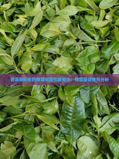 普洱茶叶农药残留问题引发关注：残留量调查与分析