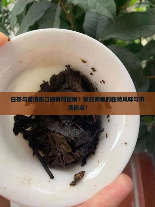 白茶与普洱茶口感有何区别？探究两者的独特风味与市场热点！
