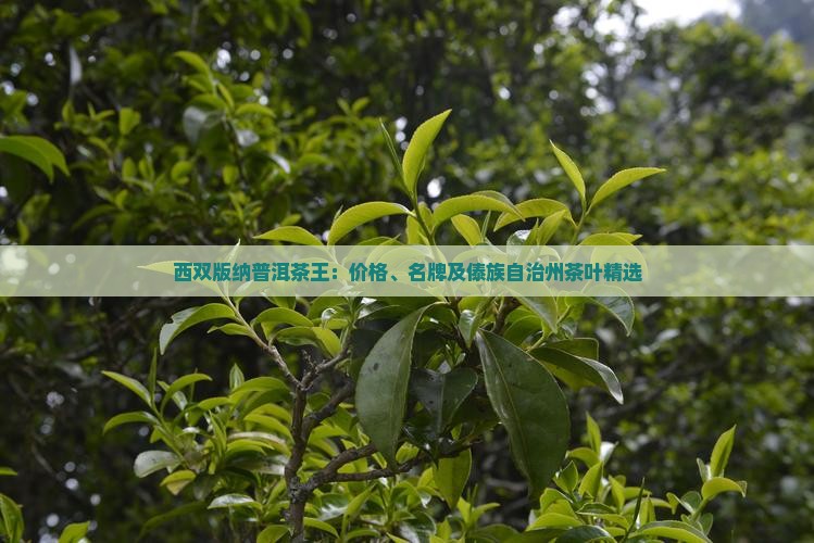 西双版纳普洱茶王：价格、名牌及傣族自治州茶叶精选