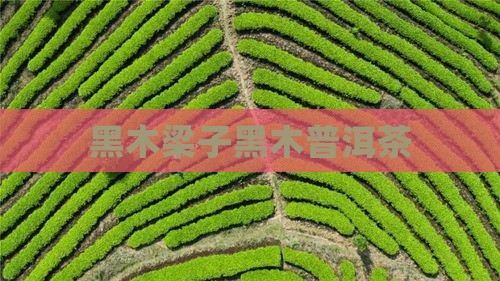 黑木梁子黑木普洱茶 黑木梁子黑木普洱茶