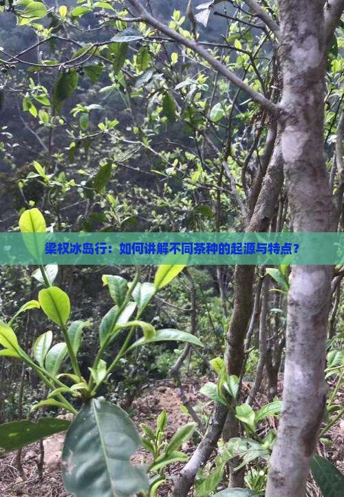 梁权冰岛行:如何讲解不同茶种的起源与特点? 梁权冰岛行:如何讲解不同茶种的起源与特点?