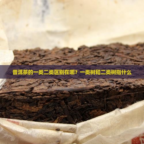 普洱茶的一类二类区别在哪？一类树和二类树指什么