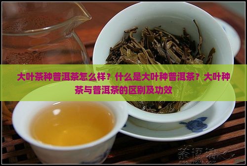 大叶茶种普洱茶怎么样？什么是大叶种普洱茶？大叶种茶与普洱茶的区别及功效