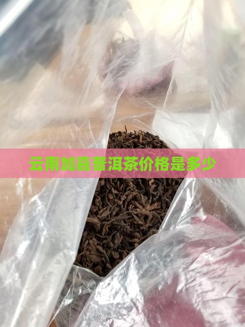 云南加嘉普洱茶价格是多少