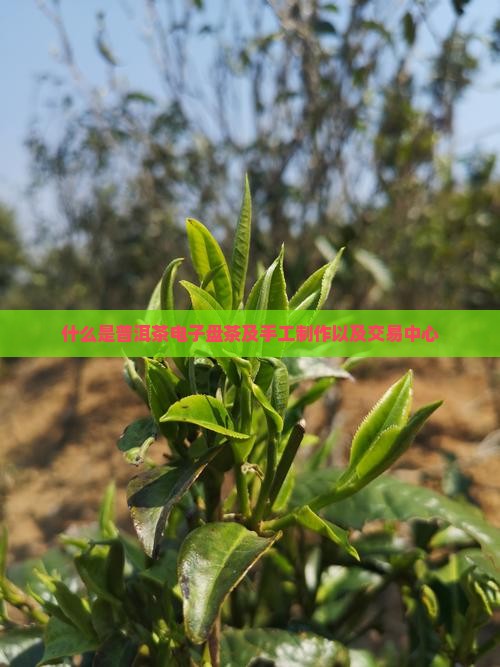 什么是普洱茶电子盘茶及手工制作以及交易中心