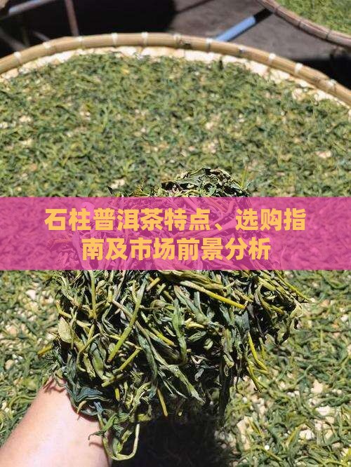 石柱普洱茶特点、选购指南及市场前景分析