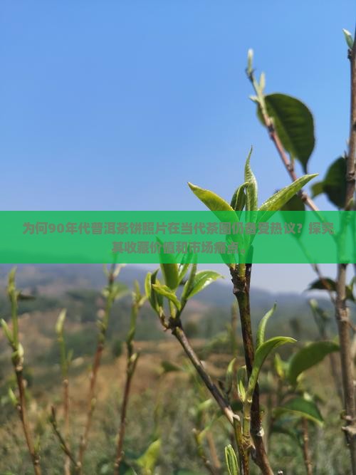 为何90年代普洱茶饼照片在当代茶圈仍备受热议？探究其收藏价值和市场痛点。