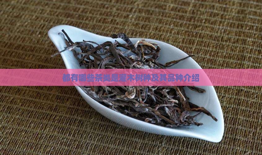 都有哪些茶类是灌木树种及其品种介绍