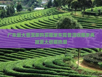 广东最大普洱茶购买藏家东莞普洱收藏家再掀更大收藏热潮