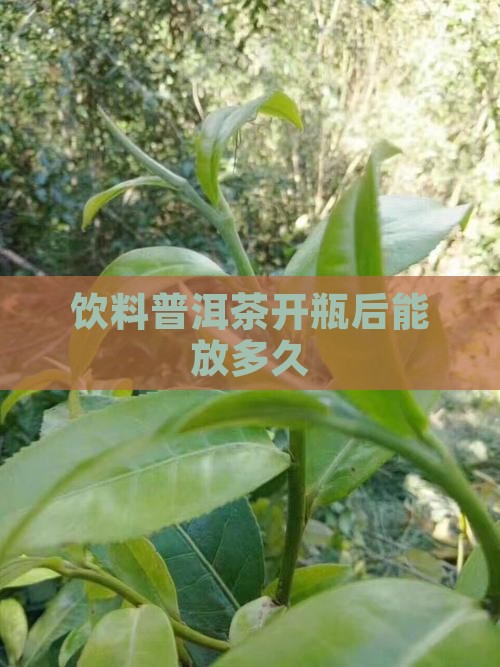 饮料普洱茶开瓶后能放多久