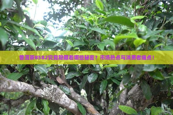 普洱茶8582究竟隐藏着哪些秘密？市场热点与消费者痛点！