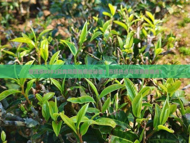 普洱茶8582究竟隐藏着哪些秘密？市场热点与消费者痛点！