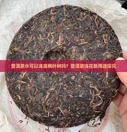 普洱茶水可以浇灌枫叶树吗？普洱茶浇花新用途探究