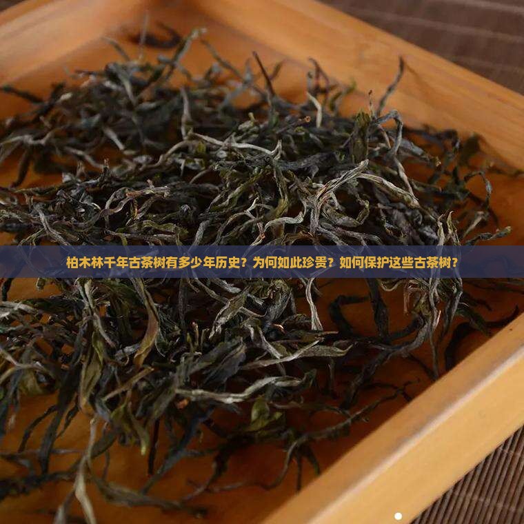 柏木林千年古茶树有多少年历史？为何如此珍贵？如何保护这些古茶树？