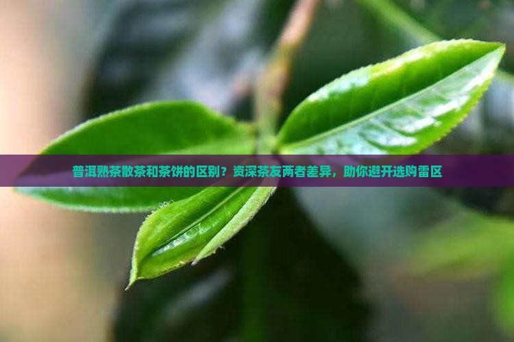 普洱熟茶散茶和茶饼的区别？资深茶友两者差异，助你避开选购雷区