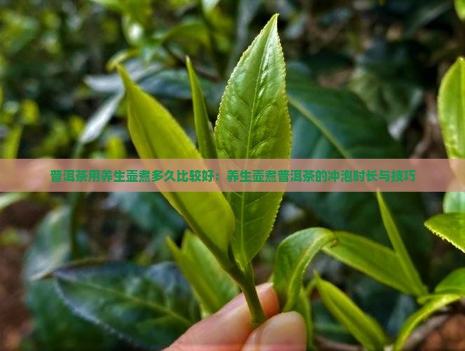 普洱茶用养生壶煮多久比较好：养生壶煮普洱茶的冲泡时长与技巧