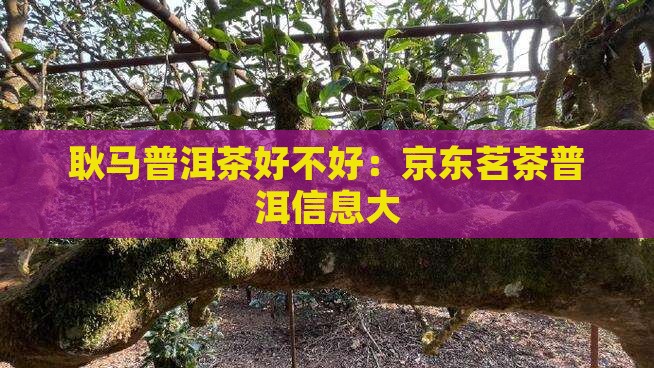 耿马普洱茶好不好：京东茗茶普洱信息大