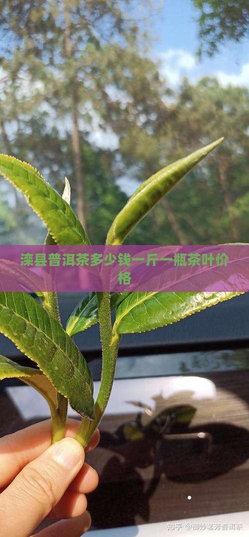 滦县普洱茶多少钱一斤一瓶茶叶价格